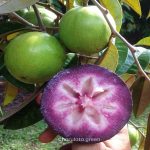 স্টার আপেল