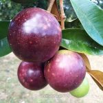স্টার আপেল - Image 2
