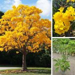 ট্যাবেবুইয়া