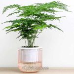 অ্যাসপারাগাস ফার্ন