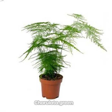 অ্যাসপারাগাস ফার্ন