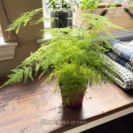 অ্যাসপারাগাস ফার্ন