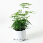 অ্যাসপারাগাস ফার্ন