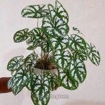 মিনি ক্যালাডিয়াম