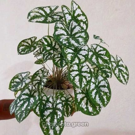 মিনি ক্যালাডিয়াম