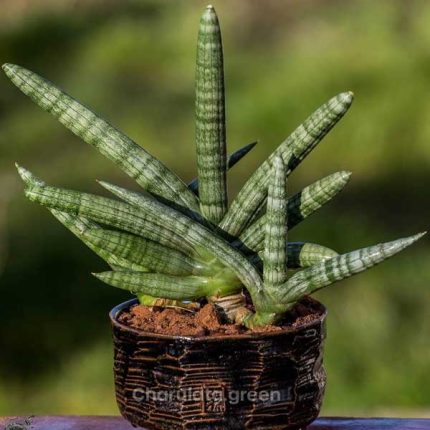 সেন্সেভেরিয়া বনসেল