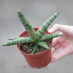 সেন্সেভেরিয়া বনসেল