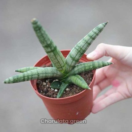 সেন্সেভেরিয়া বনসেল