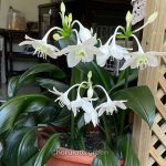 অ্যামাজন লিলি