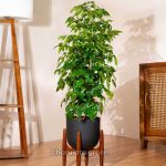 চায়না ডল