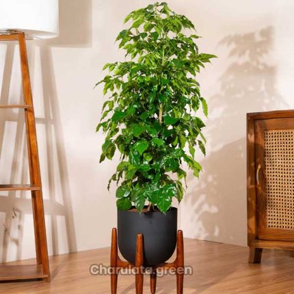 চায়না ডল