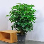 চায়না ডল