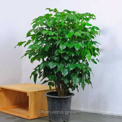 চায়না ডল