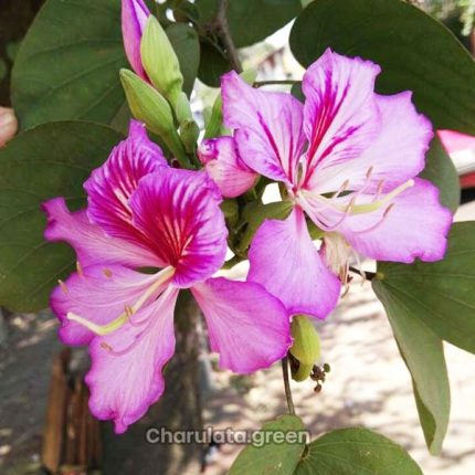 গোলাপি কাঞ্চন