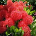 মে ফুল গাছ