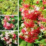 ডাবল মধুমঞ্জুরি