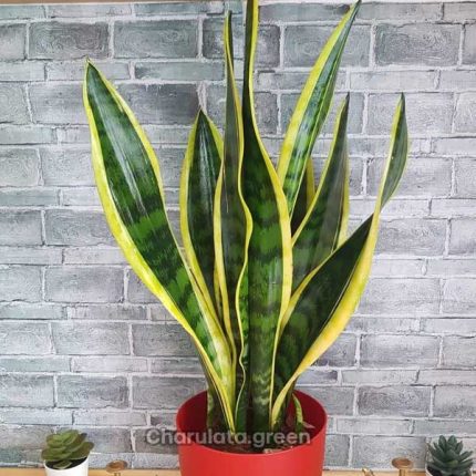 স্নেকপ্ল্যান্ট