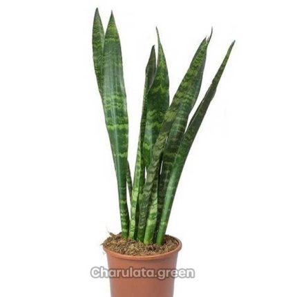 সবুজ স্নেকপ্ল্যান্ট