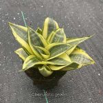 সেন্সেভেরিয়া গোল্ডেন হানি