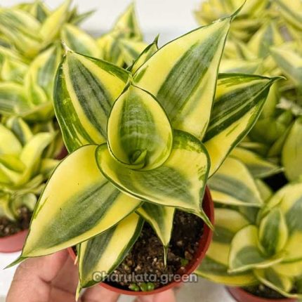 সেন্সেভেরিয়া গোল্ডেন হানি