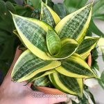 সেন্সেভেরিয়া গোল্ডেন হানি