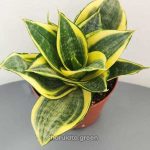 সেন্সেভেরিয়া গোল্ডেন হানি - Image 2