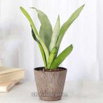 স্নেকপ্ল্যান্ট মুনশাইন