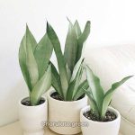 স্নেকপ্ল্যান্ট মুনশাইন