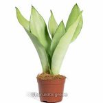 স্নেকপ্ল্যান্ট মুনশাইন