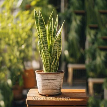 স্নেকপ্ল্যান্ট