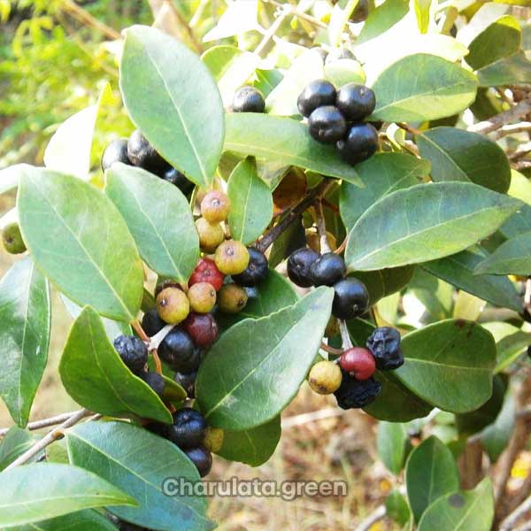 Guamirim-Cherry গুয়ামিরিম চেরি