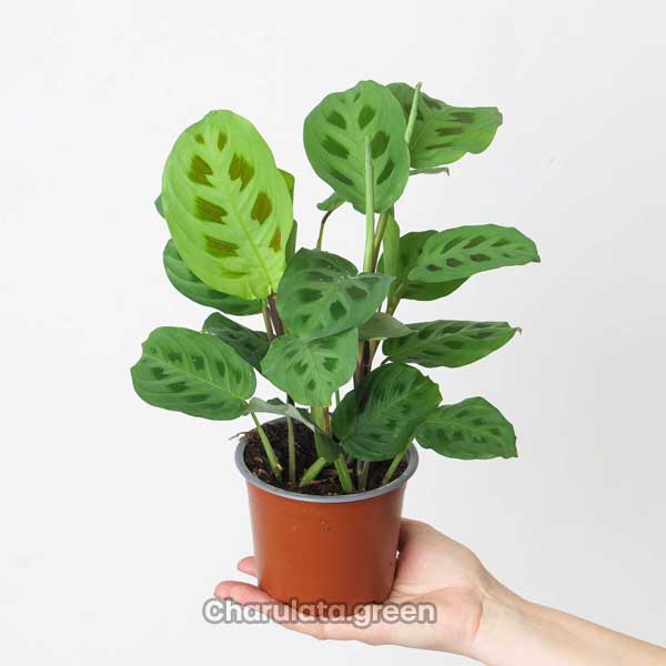 Kerchoveana কারসোভেনা