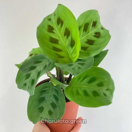 কারসোভেনা