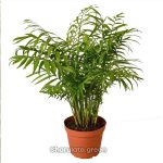 পার্লর পাম