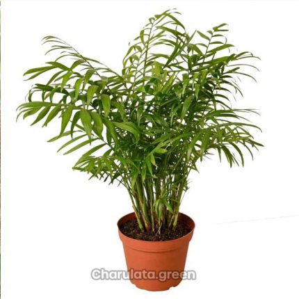 পার্লর পাম