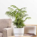 পার্লর পাম - Image 2