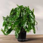 ফিলোডেনড্রোন বার্লে মার্কস