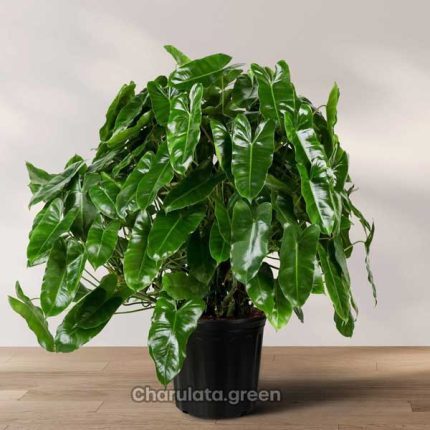 ফিলোডেনড্রোন বার্লে মার্কস