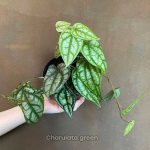 পিপার সেল্ভেক্টিকাম