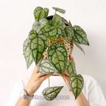 পিপার সেল্ভেক্টিকাম - Image 2