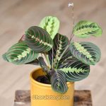 প্রেয়ার প্ল্যান্ট