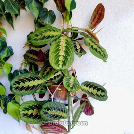 প্রেয়ার প্ল্যান্ট