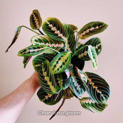 প্রেয়ার প্ল্যান্ট