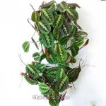 প্রেয়ার প্ল্যান্ট