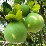 থাই জাম্বুরা