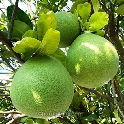 থাই জাম্বুরা