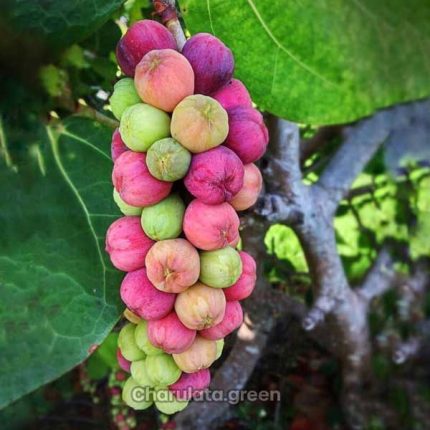 সি গ্রেপ