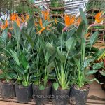 স্ট্রেলিজিয়া নিকলাই