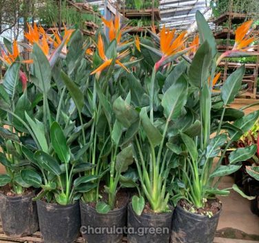 স্ট্রেলিজিয়া নিকলাই