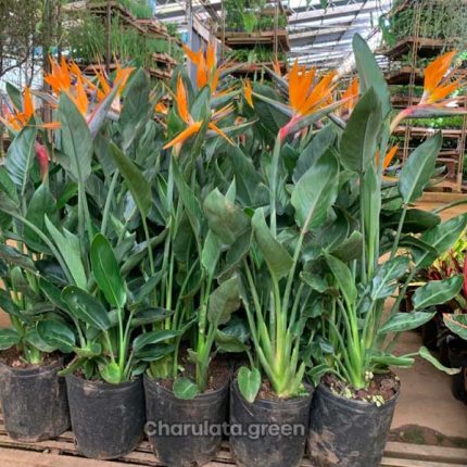 স্ট্রেলিজিয়া নিকলাই